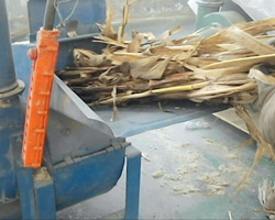 使用秸秆粉碎机将玉米秸秆粉碎处理
